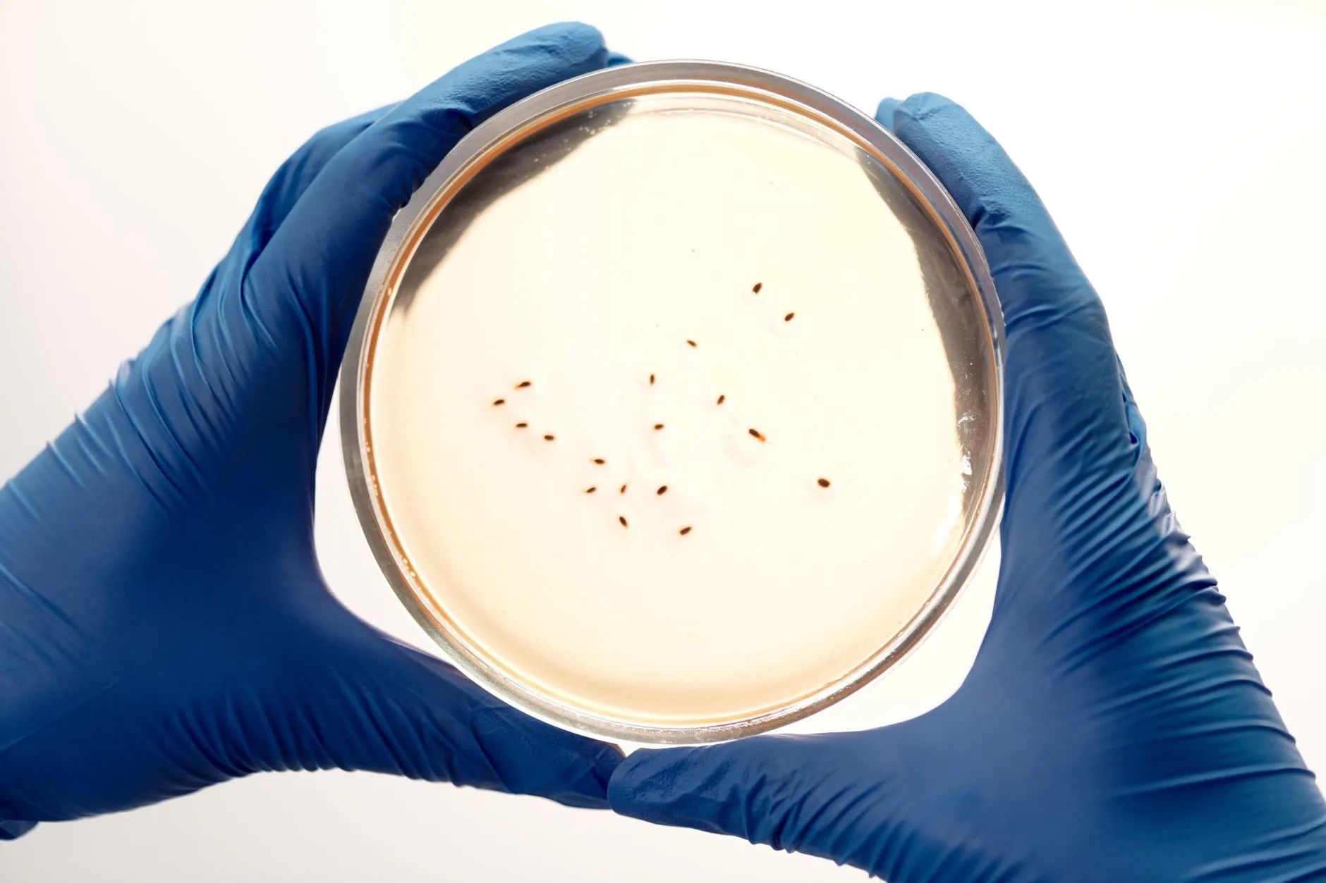 细胞培养板与培养皿的材质差异及实验适用场景分析